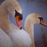 Zwaan is trouw aan zichzelf en de ander