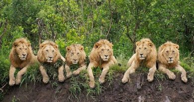 44 x leo
